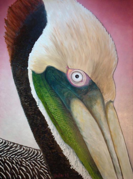 Pelican Peeking Art Print by NC Artist Scott Plaster